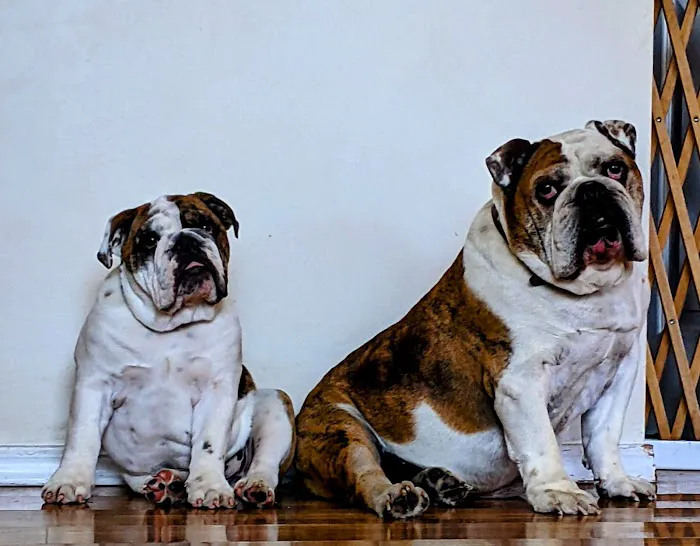 L&L Animal Urgent Care 12