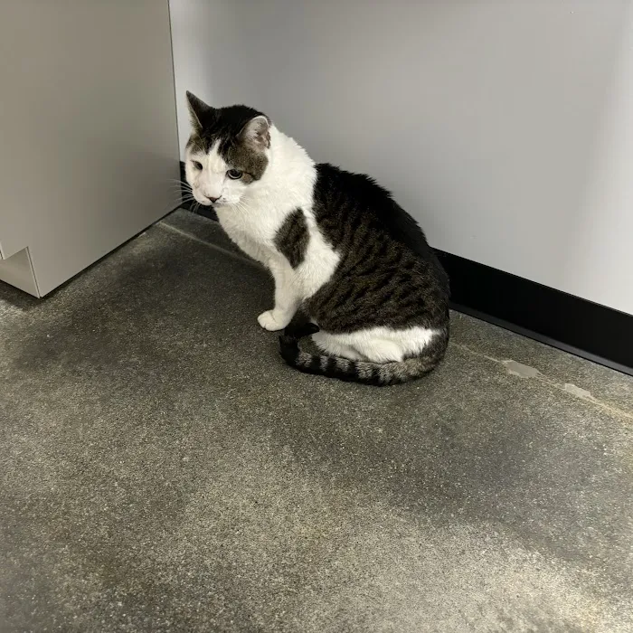 L&L Animal Urgent Care 12