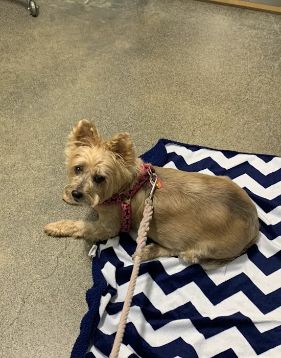 L&L Animal Urgent Care 12
