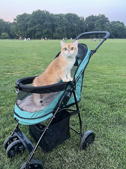 Whiskerton Cattery 12
