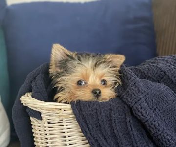 Woof Woof Puppies & Boutique