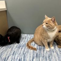 All About Cats Veterinary Hospital ico