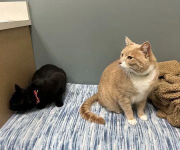 All About Cats Veterinary Hospital