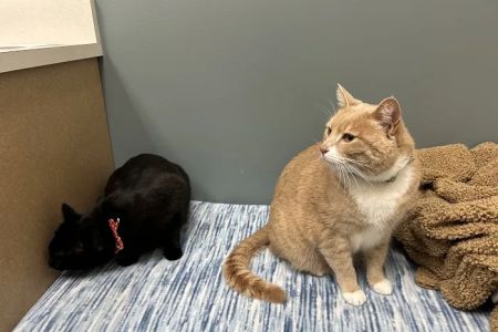 All About Cats Veterinary Hospital