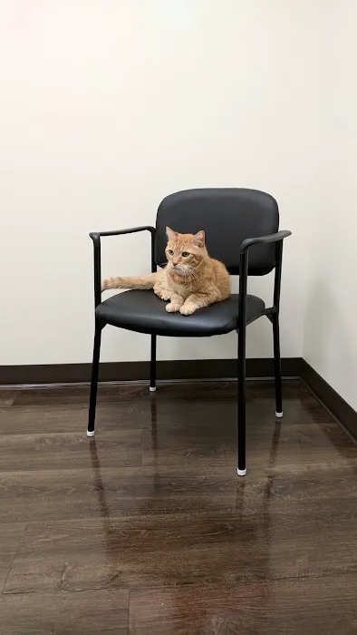 All About Cats Veterinary Hospital 12