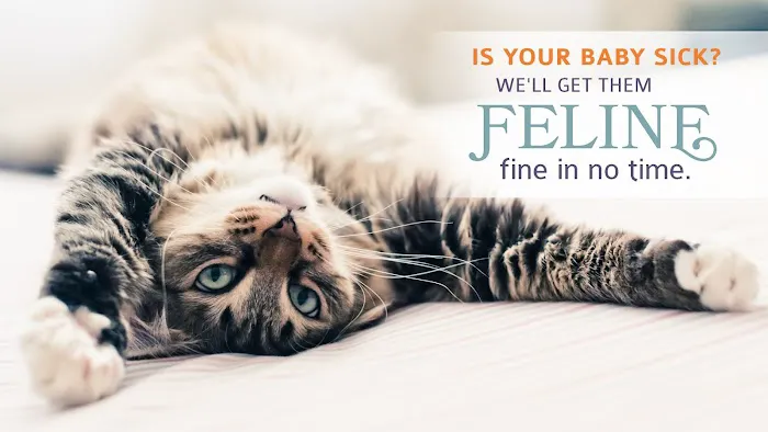 All About Cats Veterinary Hospital 12