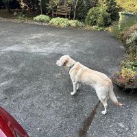 Perrinville Animal Hospital ico