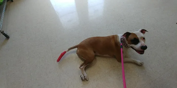 Perrinville Animal Hospital 12