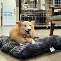 Veterinary Emergency Group ico