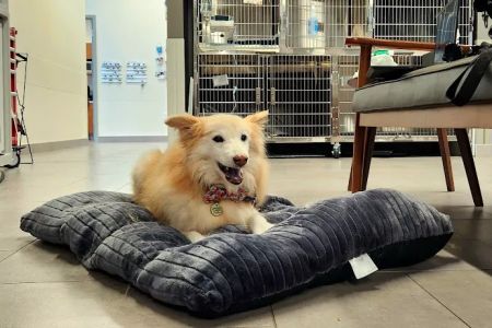 Veterinary Emergency Group
