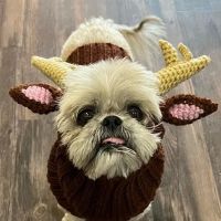 Mercer Street Veterinary Hospital ico