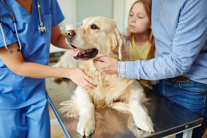 Mercer Street Veterinary Hospital 12