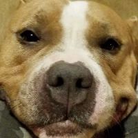 Banfield Pet Hospital ico