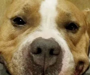 Banfield Pet Hospital