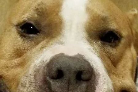 Banfield Pet Hospital