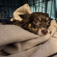 BluePearl Pet Hospital Downtown Seattle ico