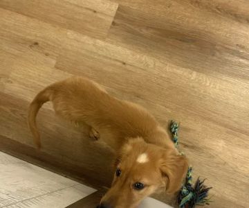 Puppygram Metro Detroit