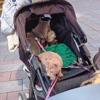 Doney Coe Pet Clinic ico