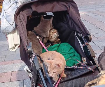 Doney Coe Pet Clinic