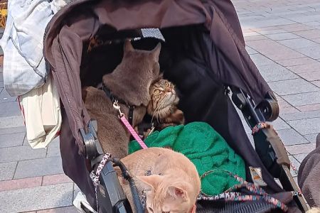Doney Coe Pet Clinic