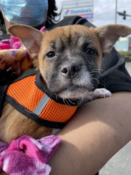 Doney Coe Pet Clinic 12