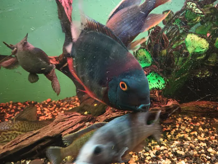 Cunningham Tropicals, LLC 3