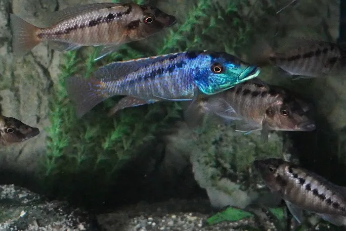 Cunningham Tropicals, LLC 7