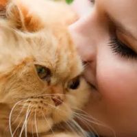Atlantic Veterinary Hospital ico