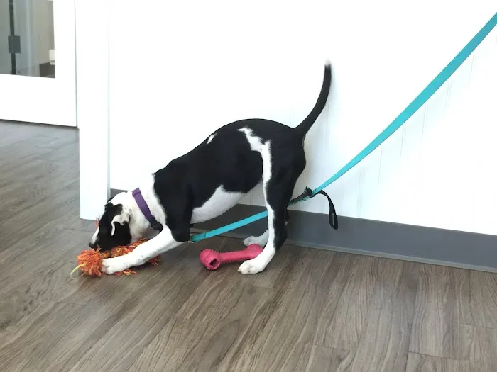 Passionate Paws Animal Hospital 1