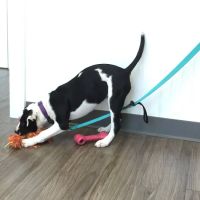 Passionate Paws Animal Hospital ico