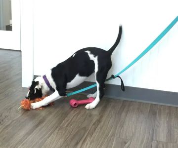 Passionate Paws Animal Hospital