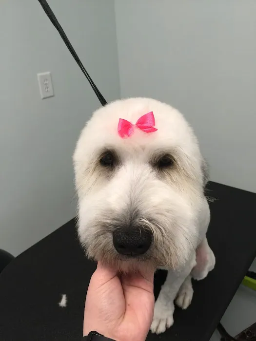 Passionate Paws Animal Hospital 2
