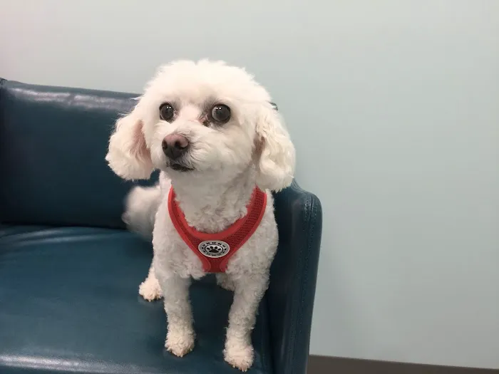 Passionate Paws Animal Hospital 6