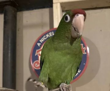 JoJou2019s Flying Friends