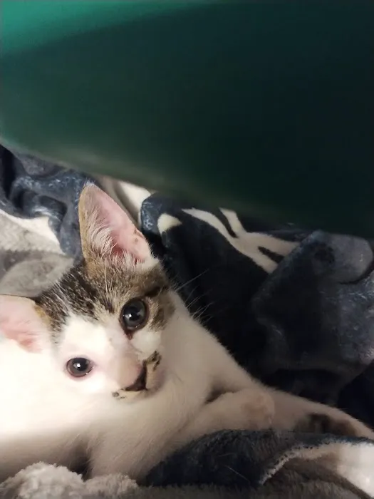 Banfield Pet Hospital 4