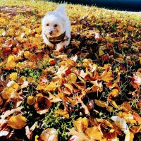 Banfield Pet Hospital ico
