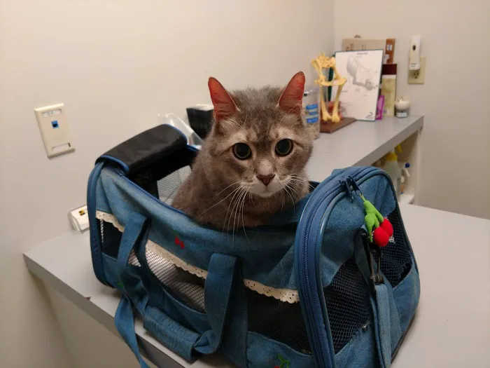 Northpark Animal Hospital 12