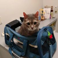 Northpark Animal Hospital ico