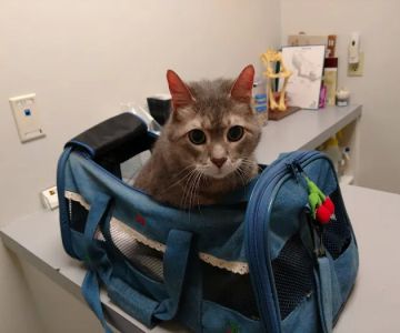 Northpark Animal Hospital