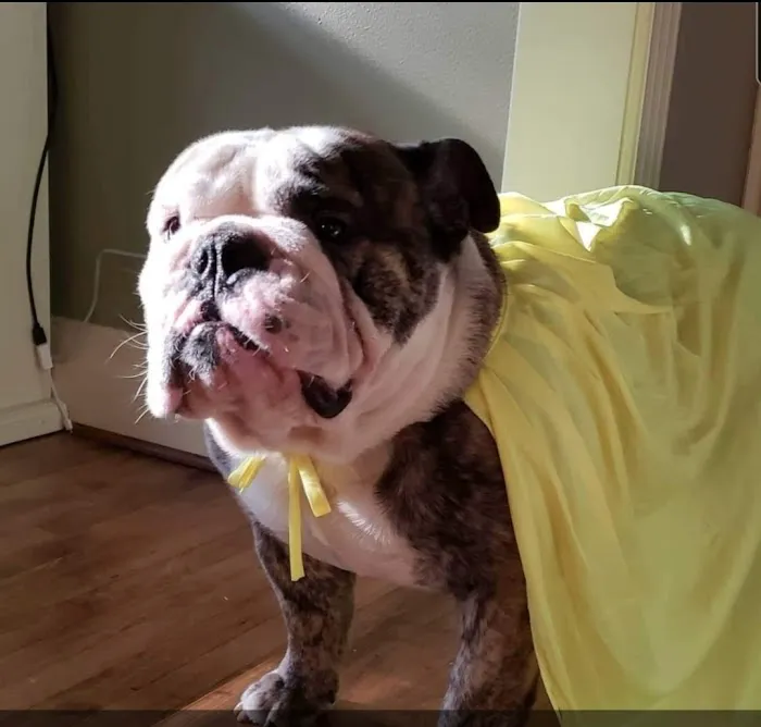 Northpark Animal Hospital 12