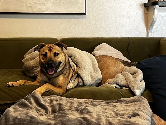 Northpark Animal Hospital 12