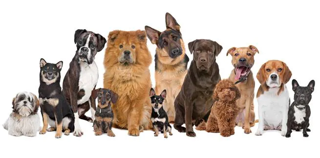 Northpark Animal Hospital 12
