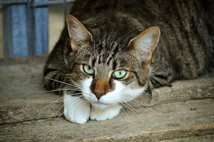 Northpark Animal Hospital 12