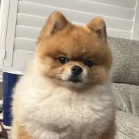 Kings Crossing Animal Hospital ico