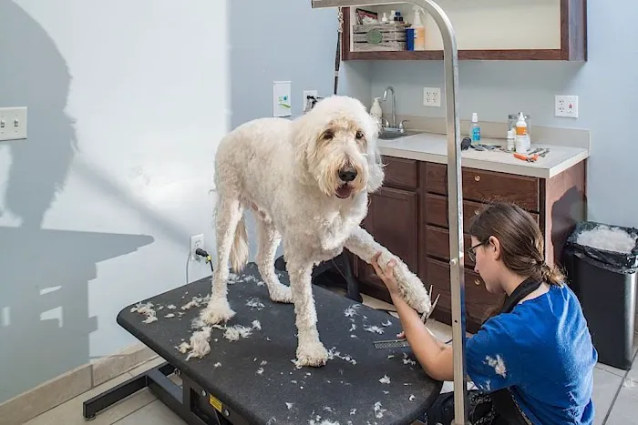 Kings Crossing Animal Hospital 9