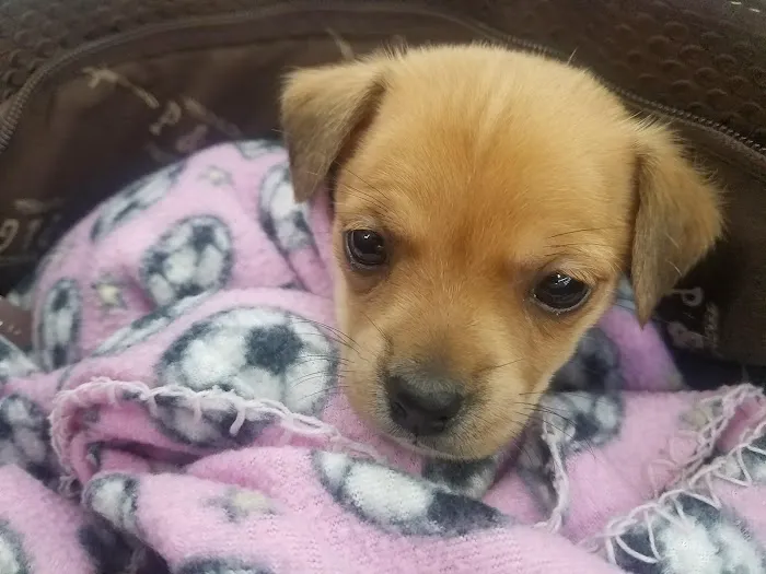 Banfield Pet Hospital 12