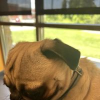 Banfield Pet Hospital ico