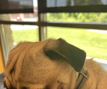 Banfield Pet Hospital
