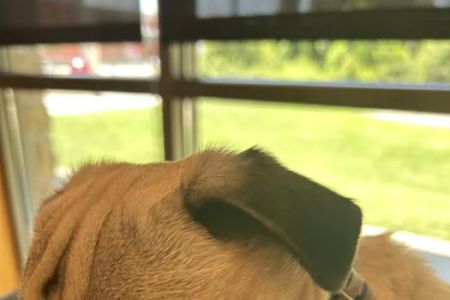 Banfield Pet Hospital
