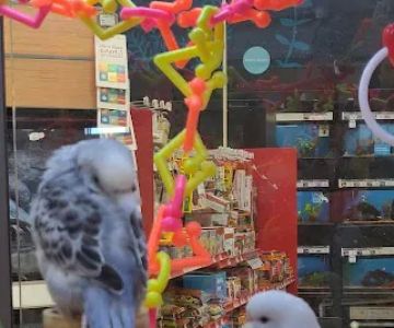 Petco